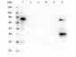 Anti-Human IgM (Fc5µ)  Secondary Antibody